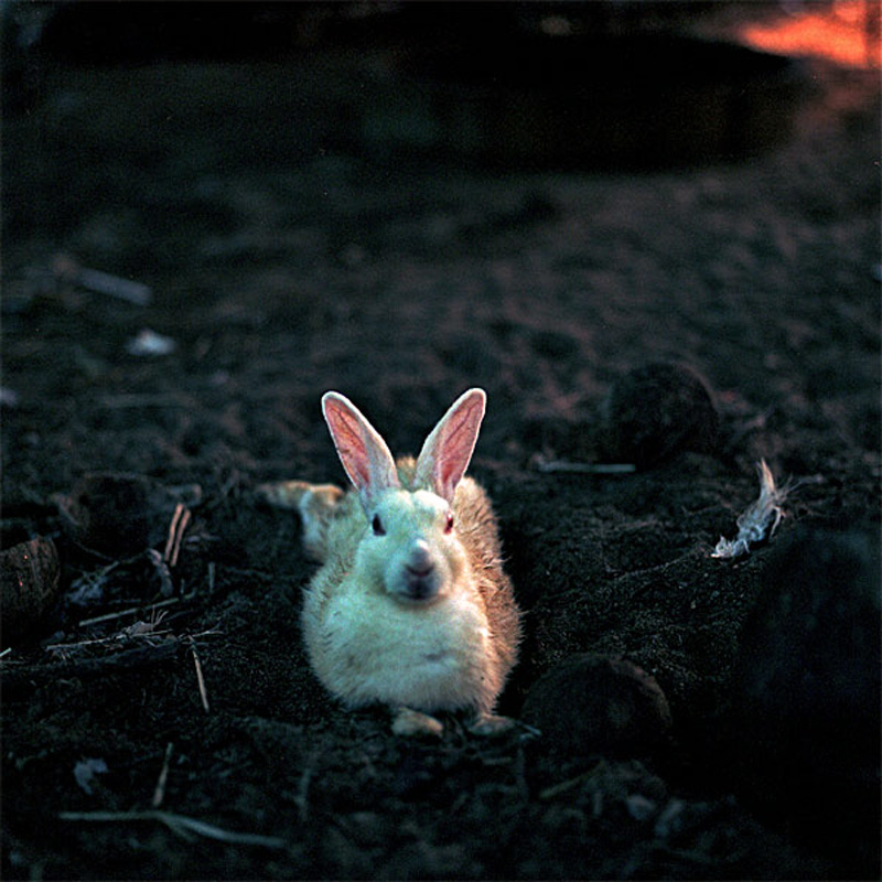 animal7.jpg