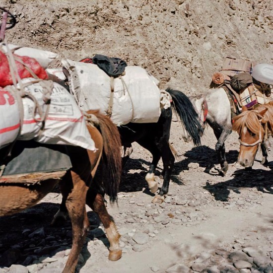 ladakh_mules-550x550.jpg
