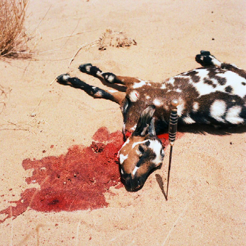 Freshly slaughtered goat.