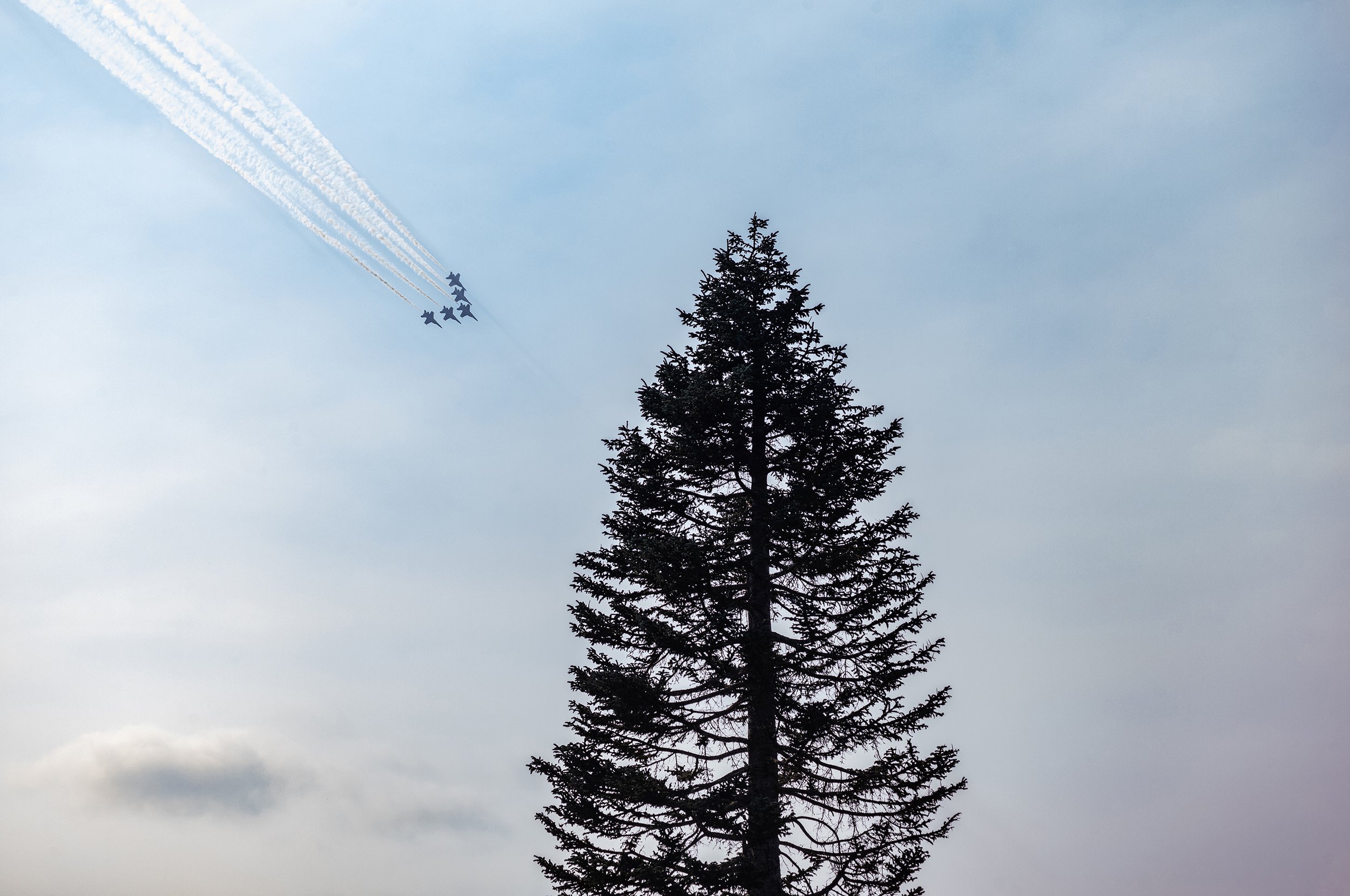 Blue Angeles Tree.jpg