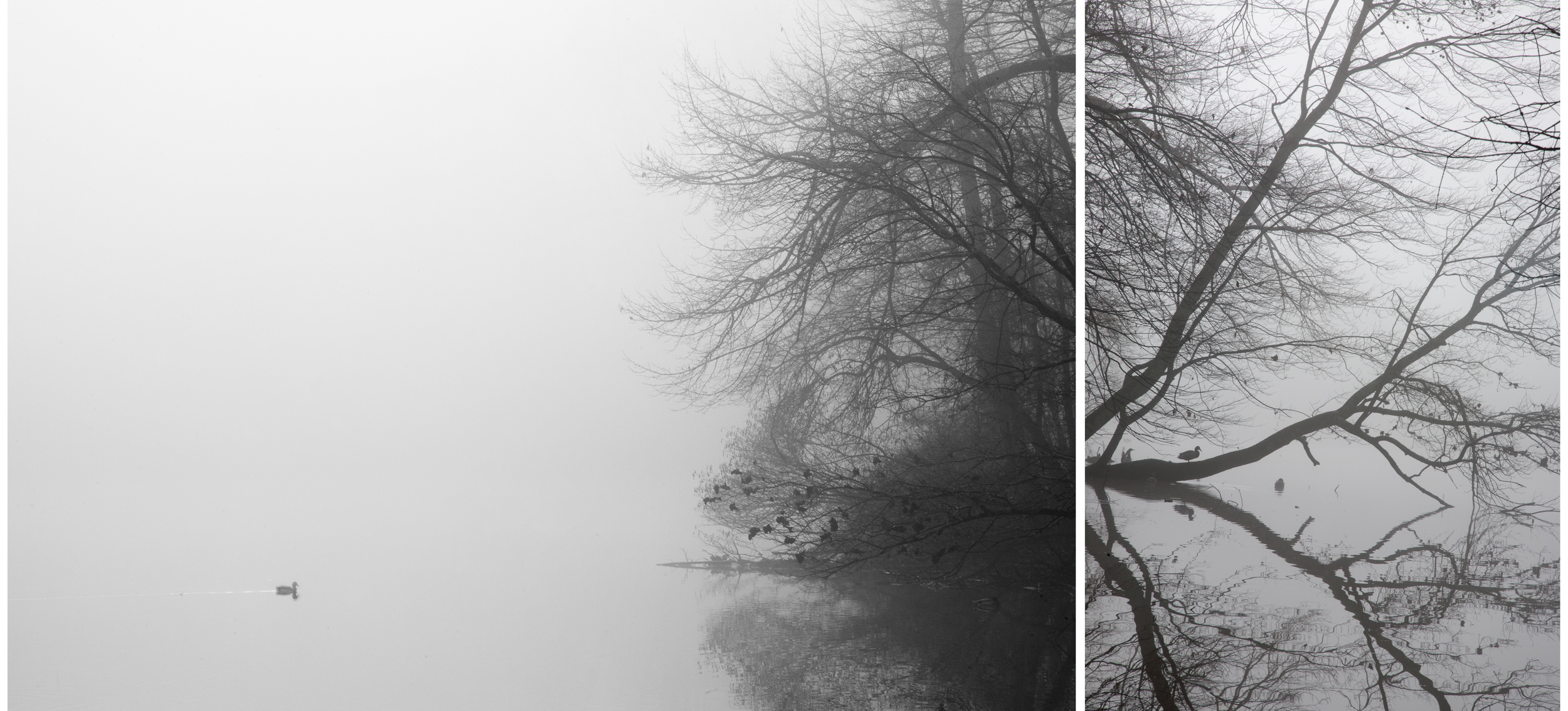 Fog new.jpg