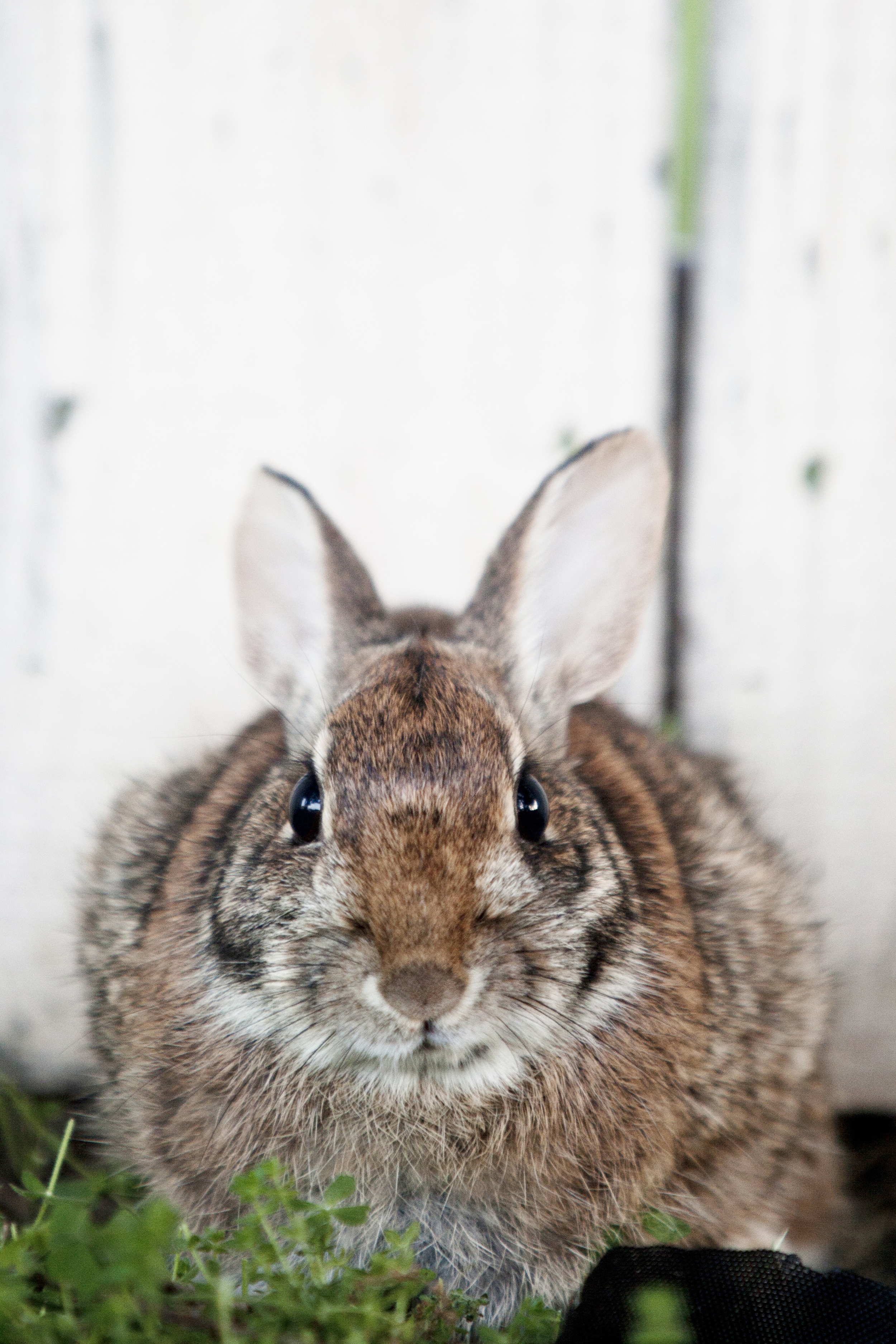 rabbit.jpg