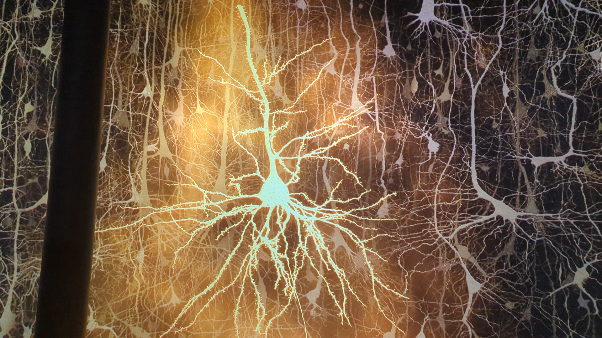 Life of a Neuron