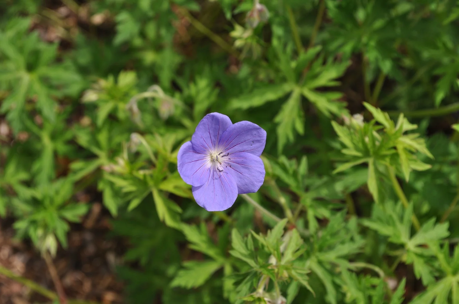 The Mettawee properties abound with interesting outdoor gardens, trees, birds, plant life, pollinators and more.