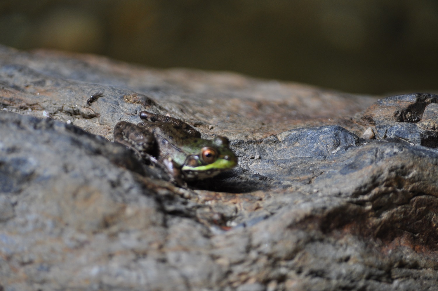Kermit at Big Branch Wilderness Arrea