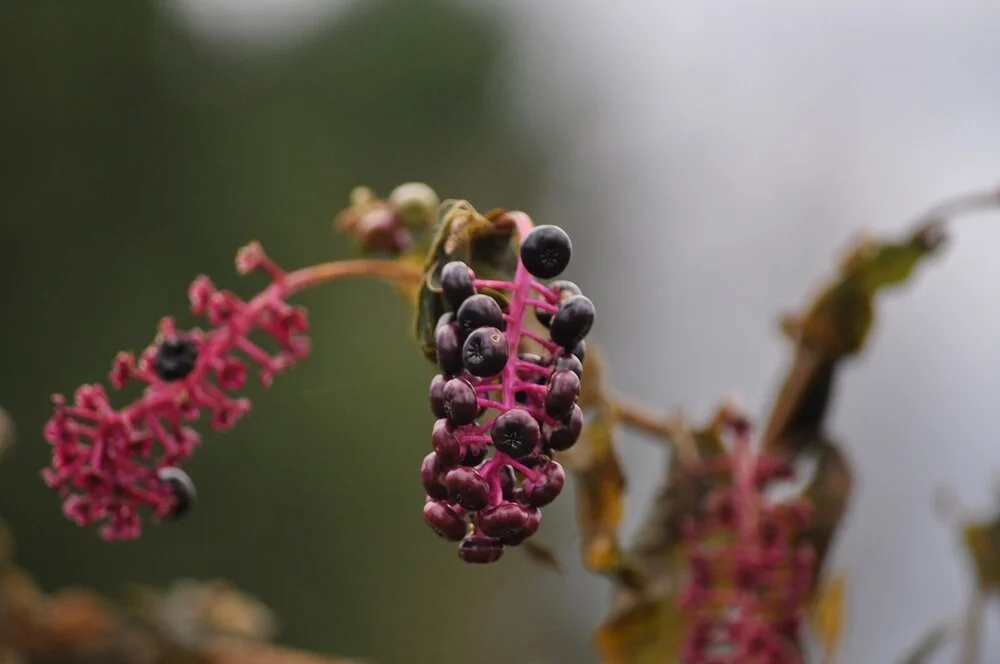Berries.jpeg