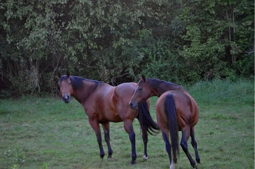 Our local horses in Danby, VT
