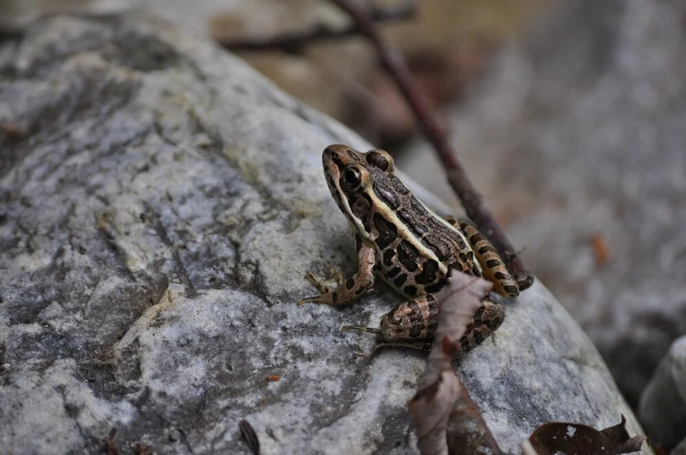 frog1.jpeg
