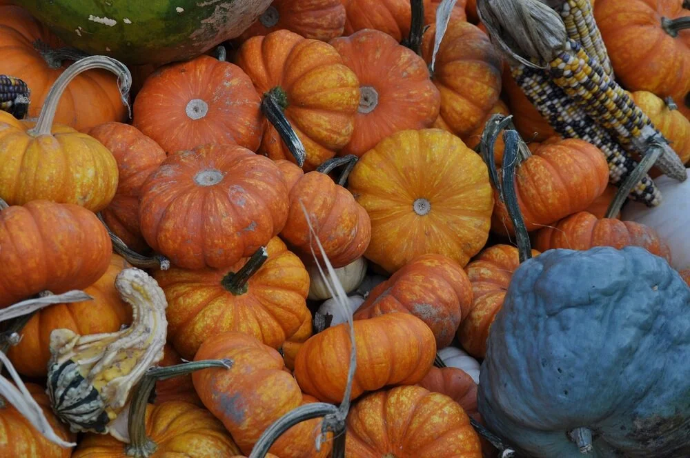 pumpkins.jpeg