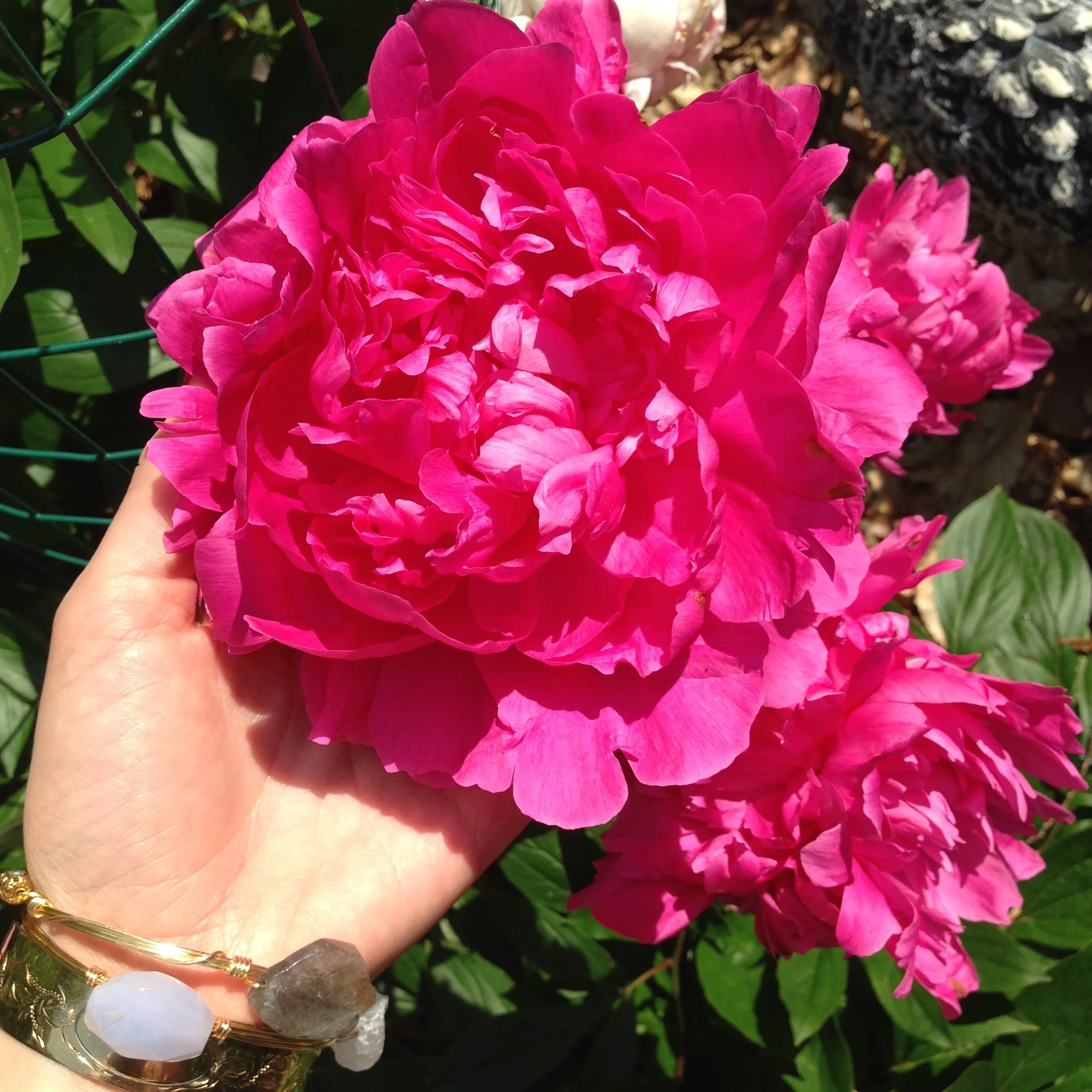 We stopped for a visit at my Grandparents house. My Grandmother has the most spectacular garden. Huge, lush peonies as far as the eye can see are only one of many varieties she has growing. 