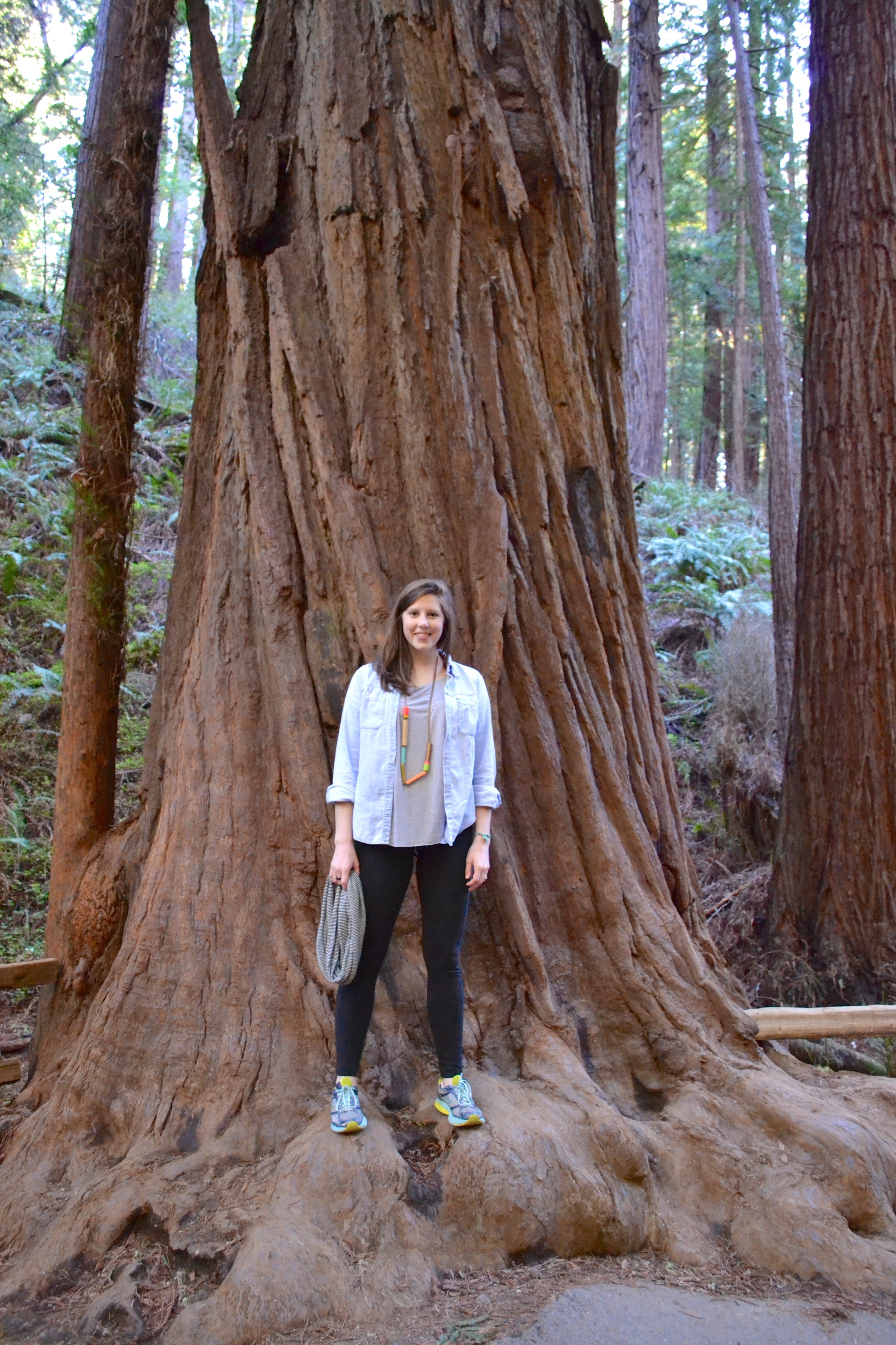 Muir Woods.