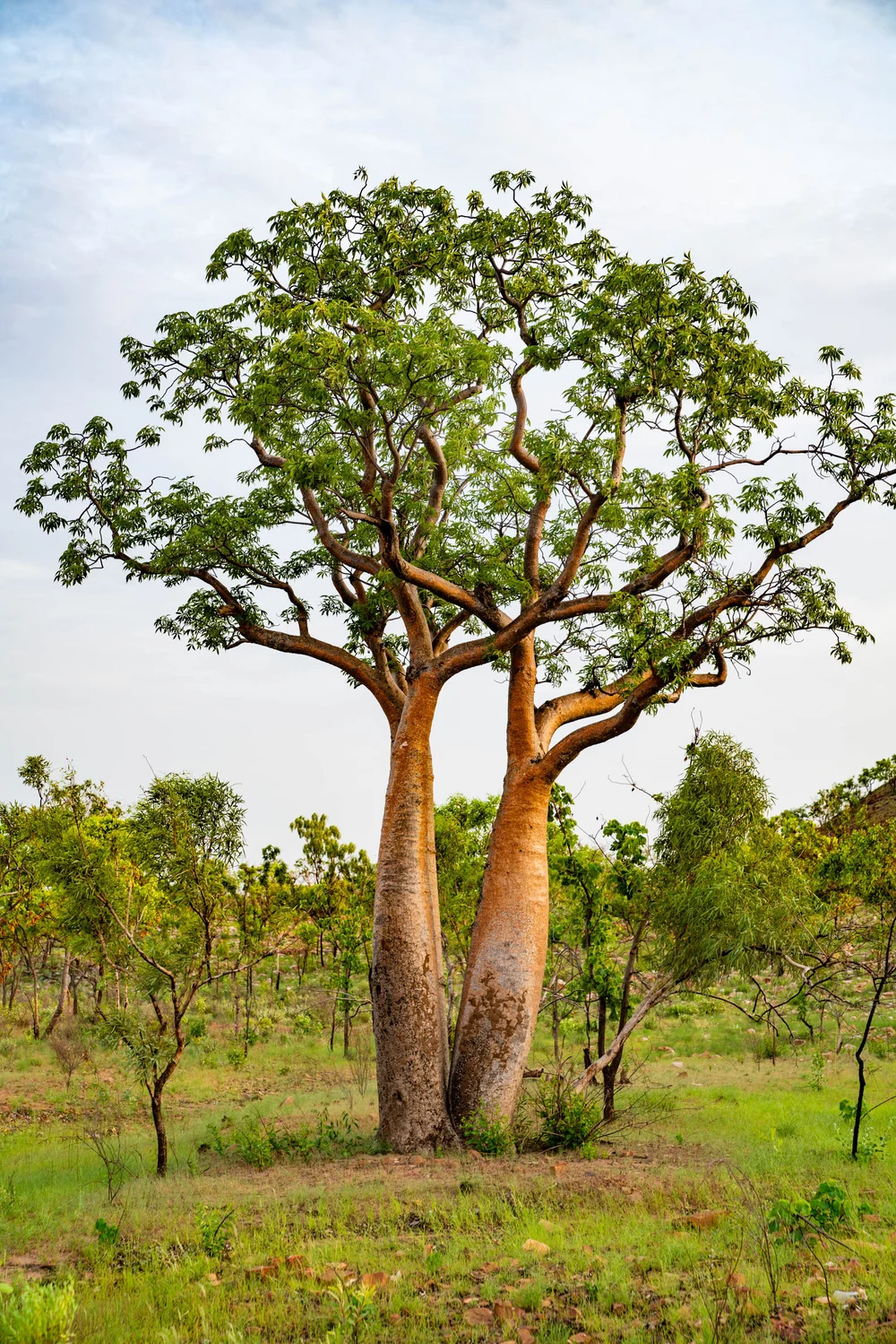 風景写真 Boab Trees キンバリー Nt オーストラリア 東京を拠点に活動する写真家 映像作家