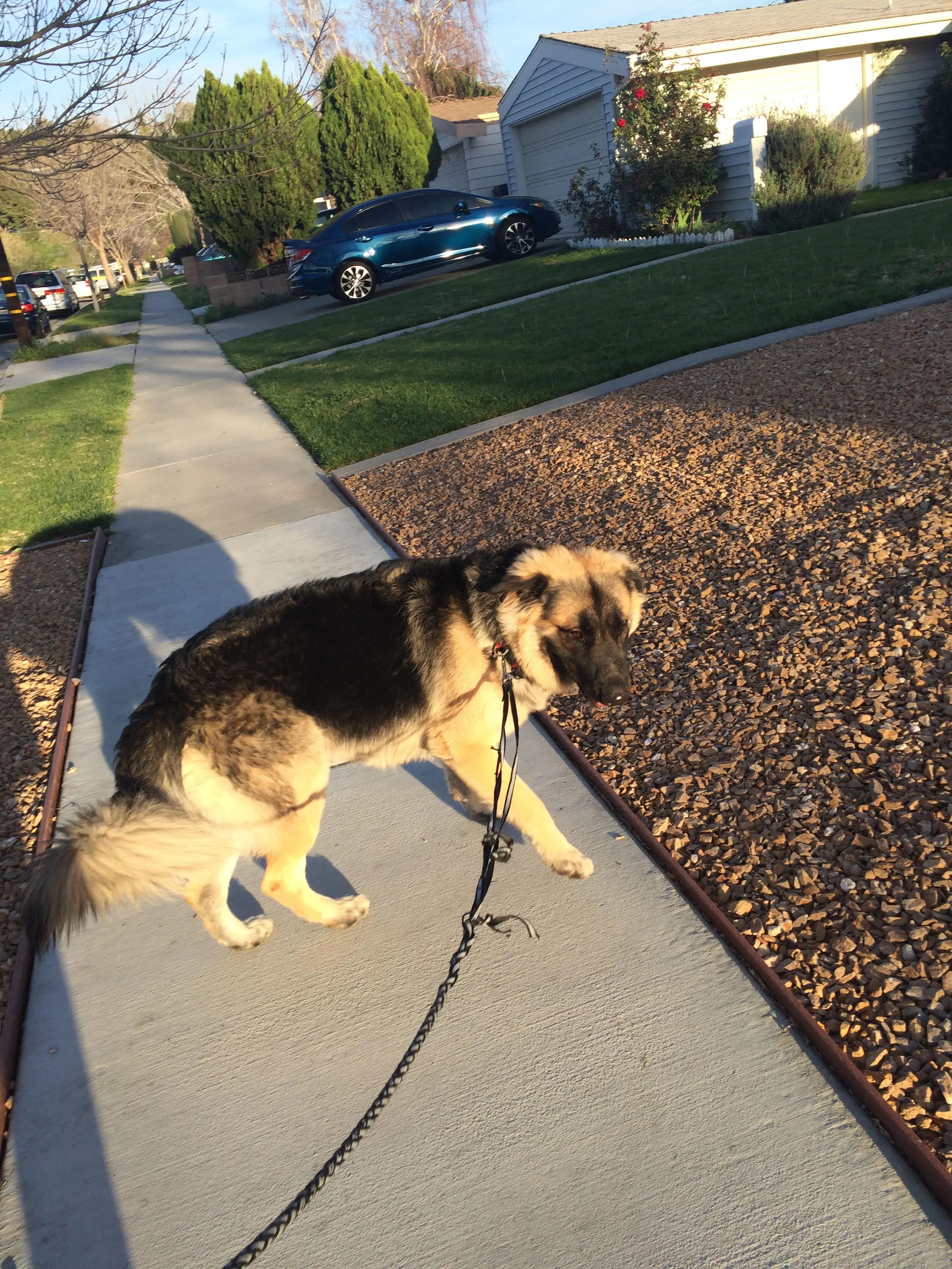 Here's Bear on a walk with me. 