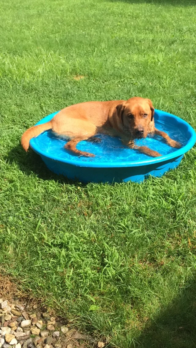  Parker loves his pool! #GBhotpup 