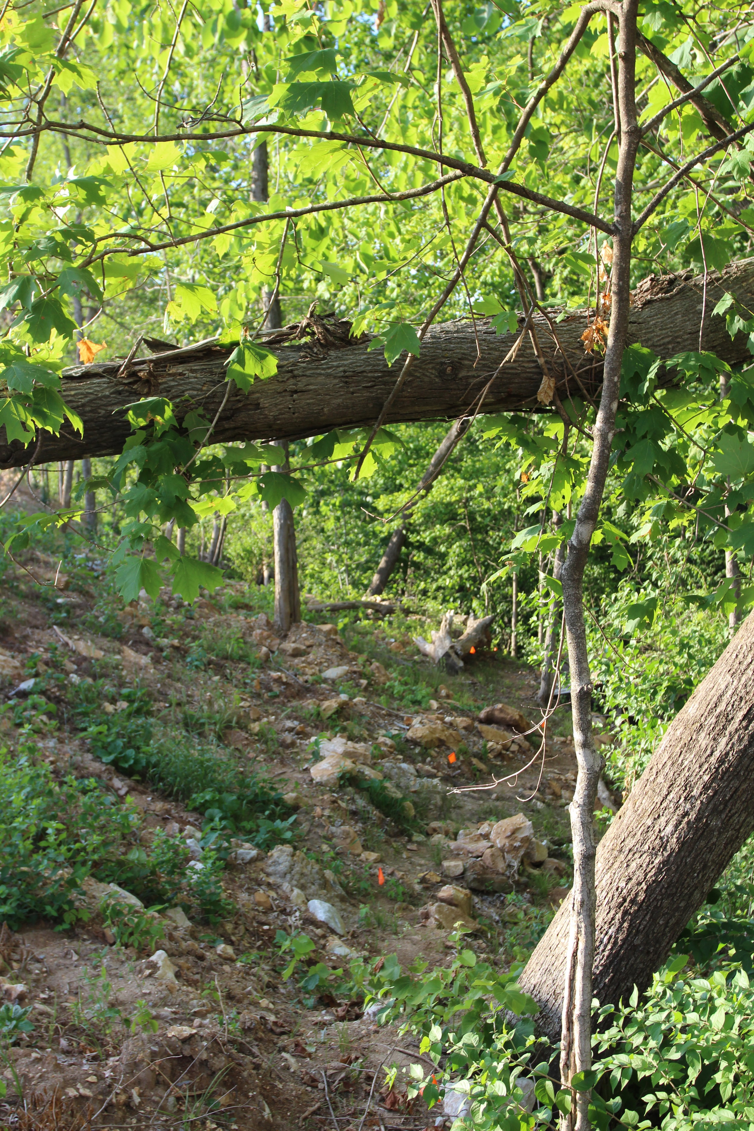 Woods behind the new community, Breckenridge Park