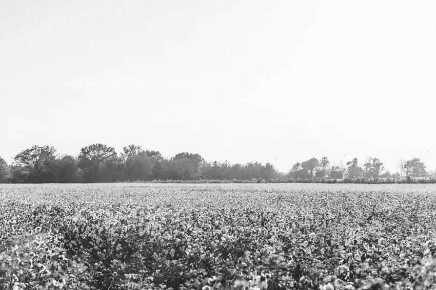 Cotton-bw-3.JPG