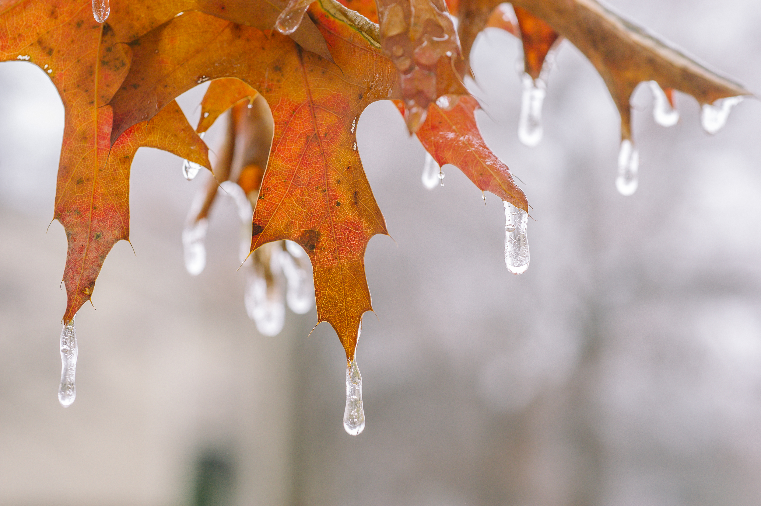 Blog Leaf-2016.jpg