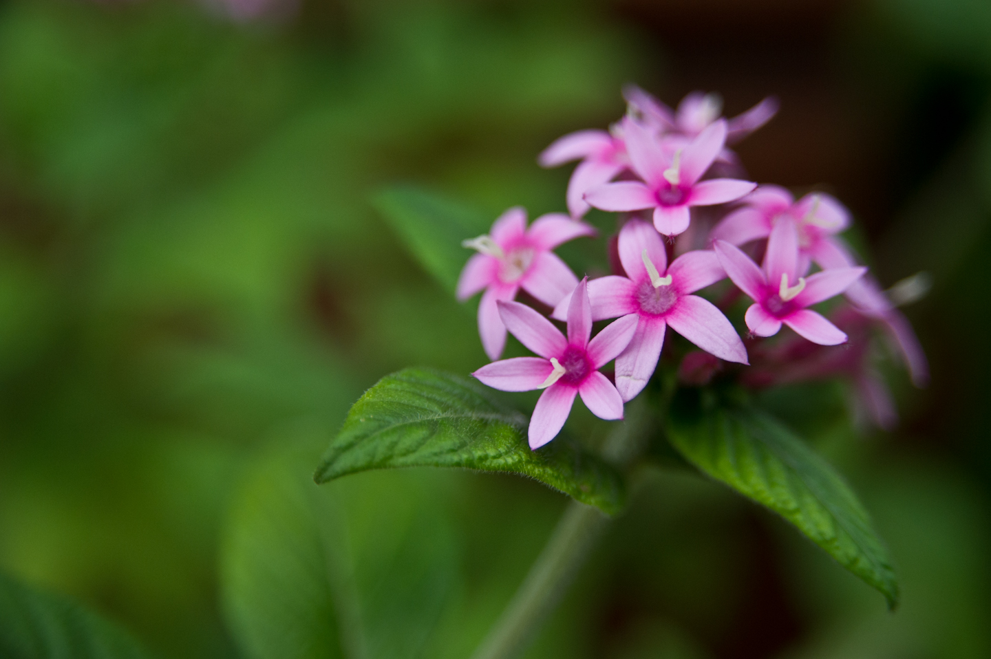 Flower-1.jpg