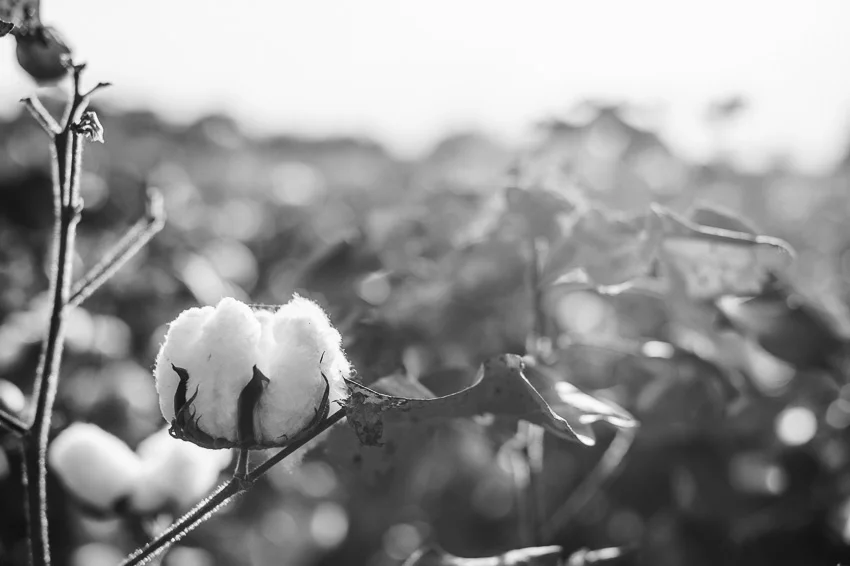 Cotton-bw-2.JPG