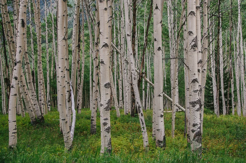 Aspens-Blog Lighter-1.JPG