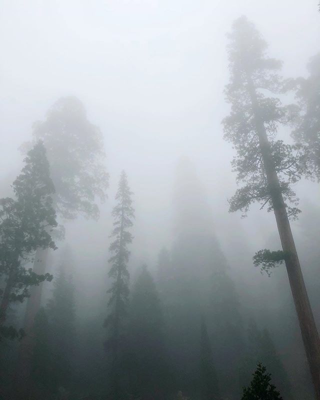 Spent the weekend in my favorite camping spot. Arrived on Friday to unexpected weather. Despite the colder weather, seeing the fog amongst the Sequoias was pretty remarkable. #iphone #mountainhomestateforest