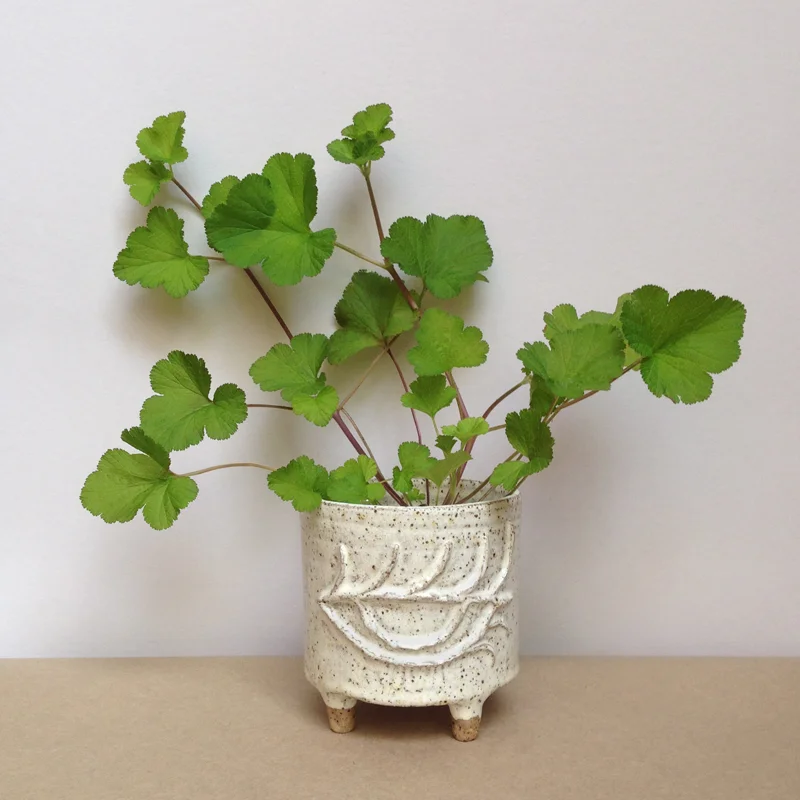 peta armstrong ceramic eye planter falling for florin