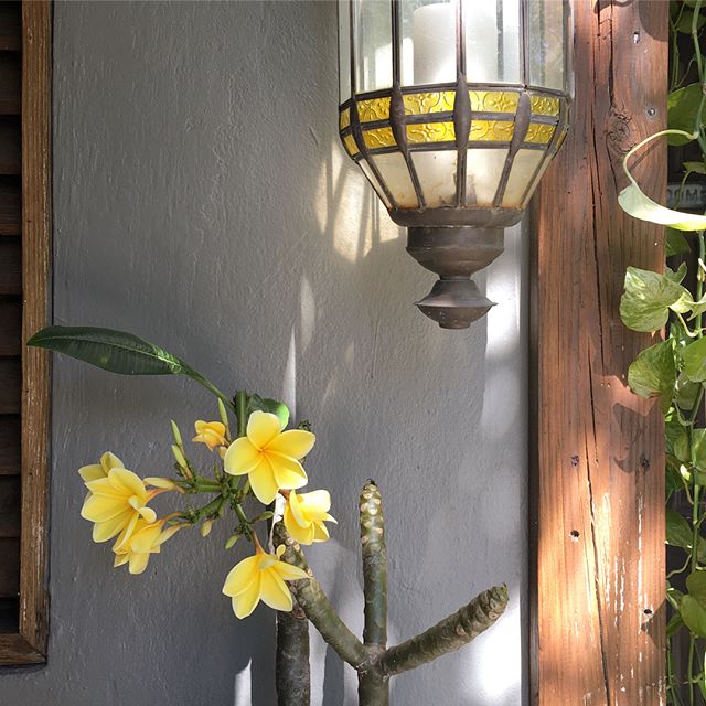 our Irma rescue is flourishing 💛 💛 we salvaged a few branches from frangipanis felled by the storm, stuck them in a pot &amp; now these fragrant blooms have appeared 💛💛