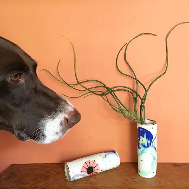 SPRING SALE 🌿🌸🌿 30% OFF the entire online store!! 🌸🌿🌸 promo code SPRING30 🌿🌸🌿 Sale ends Apr 15th.
.
.
.
🐾 Koko approved 🐾
.
.
.
#fallingforflorin #onlinesale #springsale #rubypilven #flockcuriosityassembly #porcelain #handmadeceramics #australianmade #madeinaustralia #ceramicsaustralia #keywest #islandlife #germanshorthairedpointer #hotblingmama #nerikomi #goldlustre