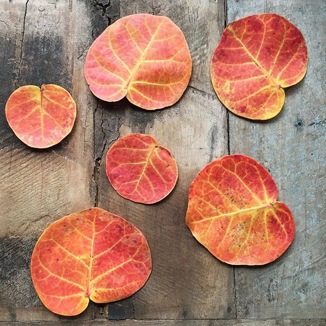 sea grape leaves... the prettiest litter 🌊🍇