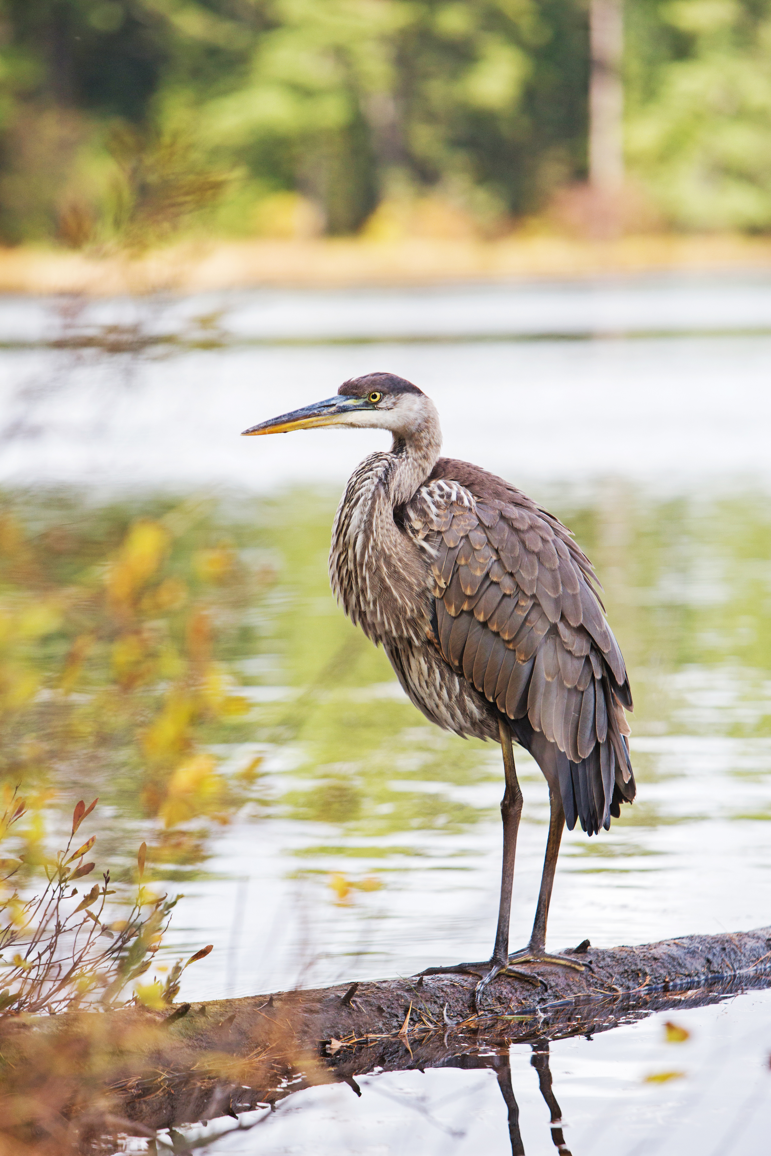 algonquin-fall2014-89-2.jpg