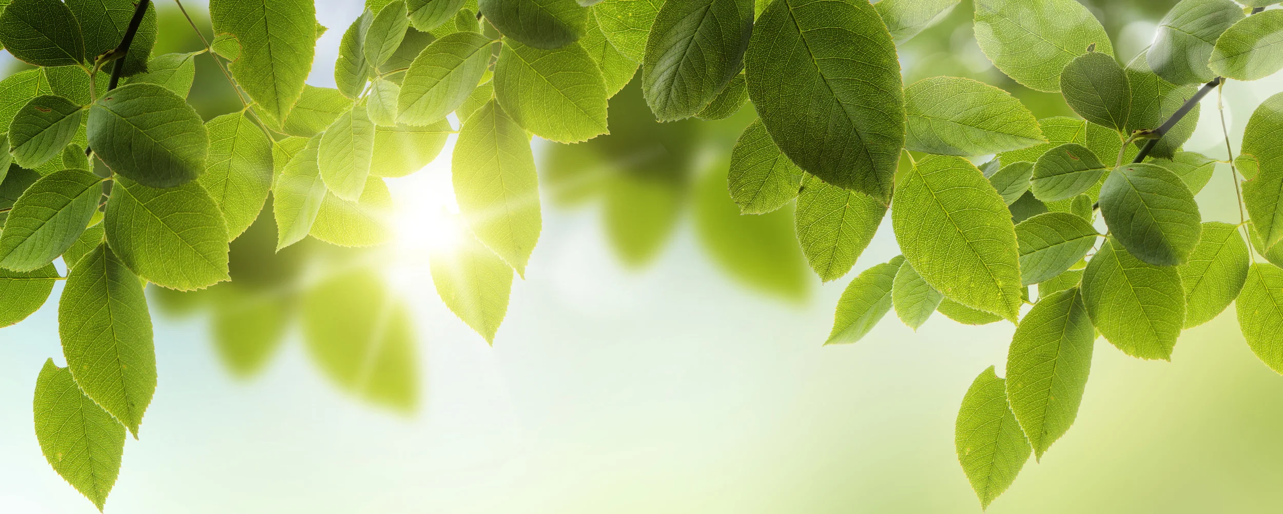 bigstock-Spring-or-summer-season-abstra-44696878.jpg