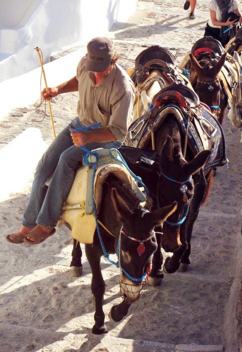 Santorini_donkeys_close up.jpg