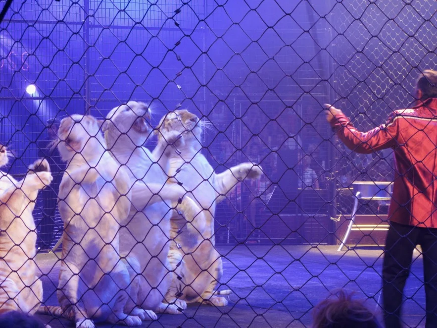St Tropez_Circus_Tigers.JPG