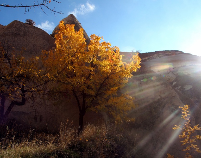 Cap_hike_yellow leaves_tree_sunlight.JPG