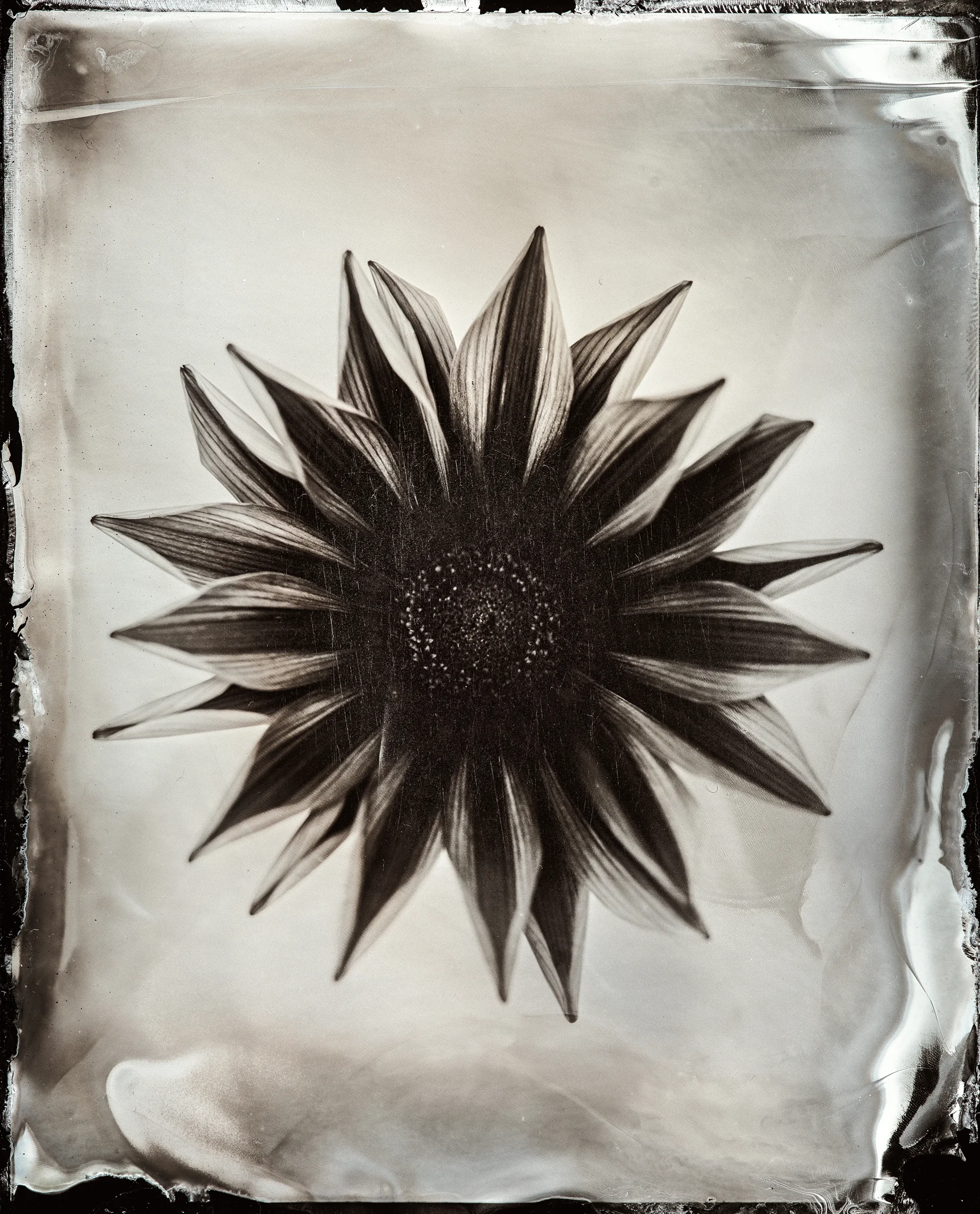 wet plate flower 2