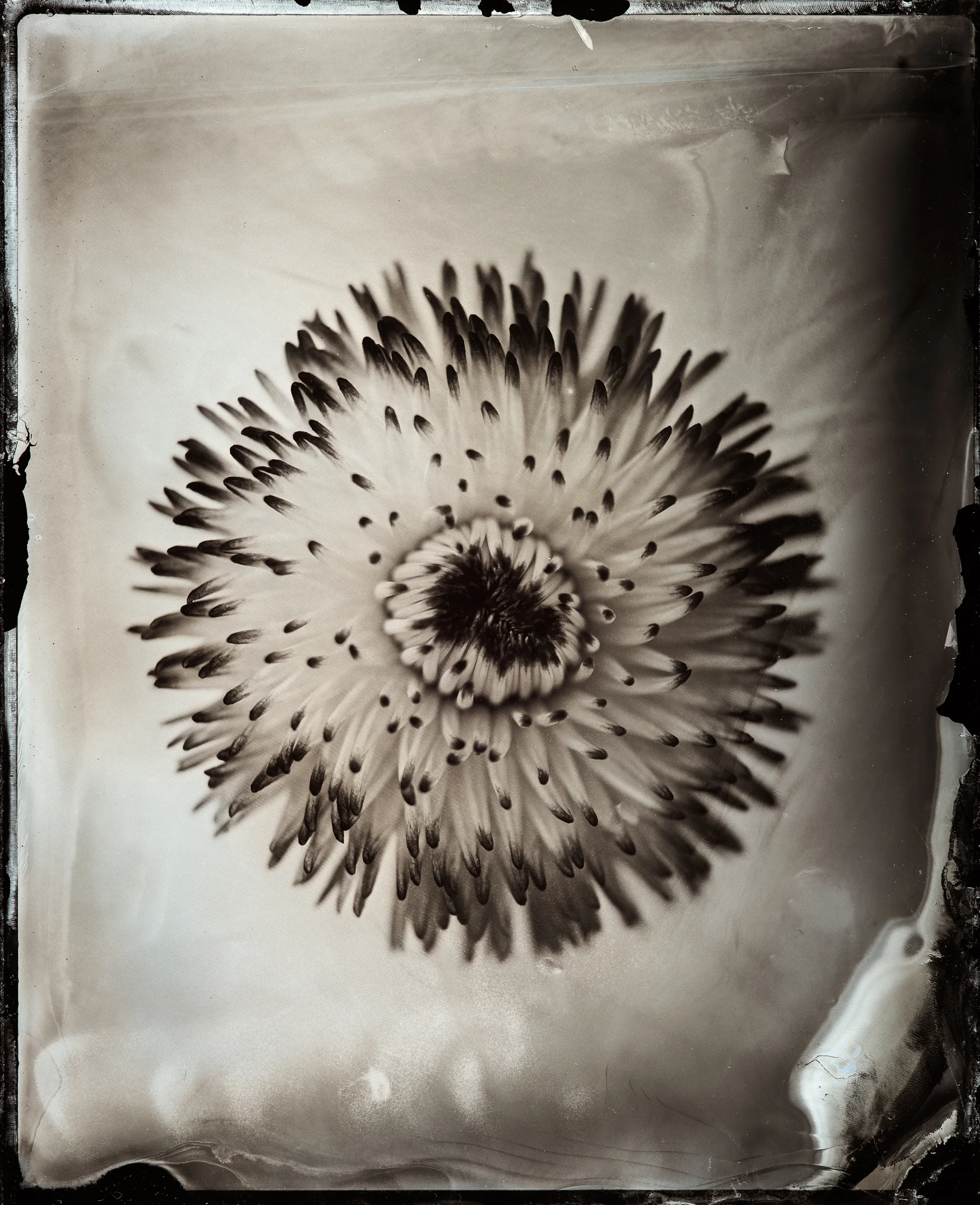 wet plate flower 3