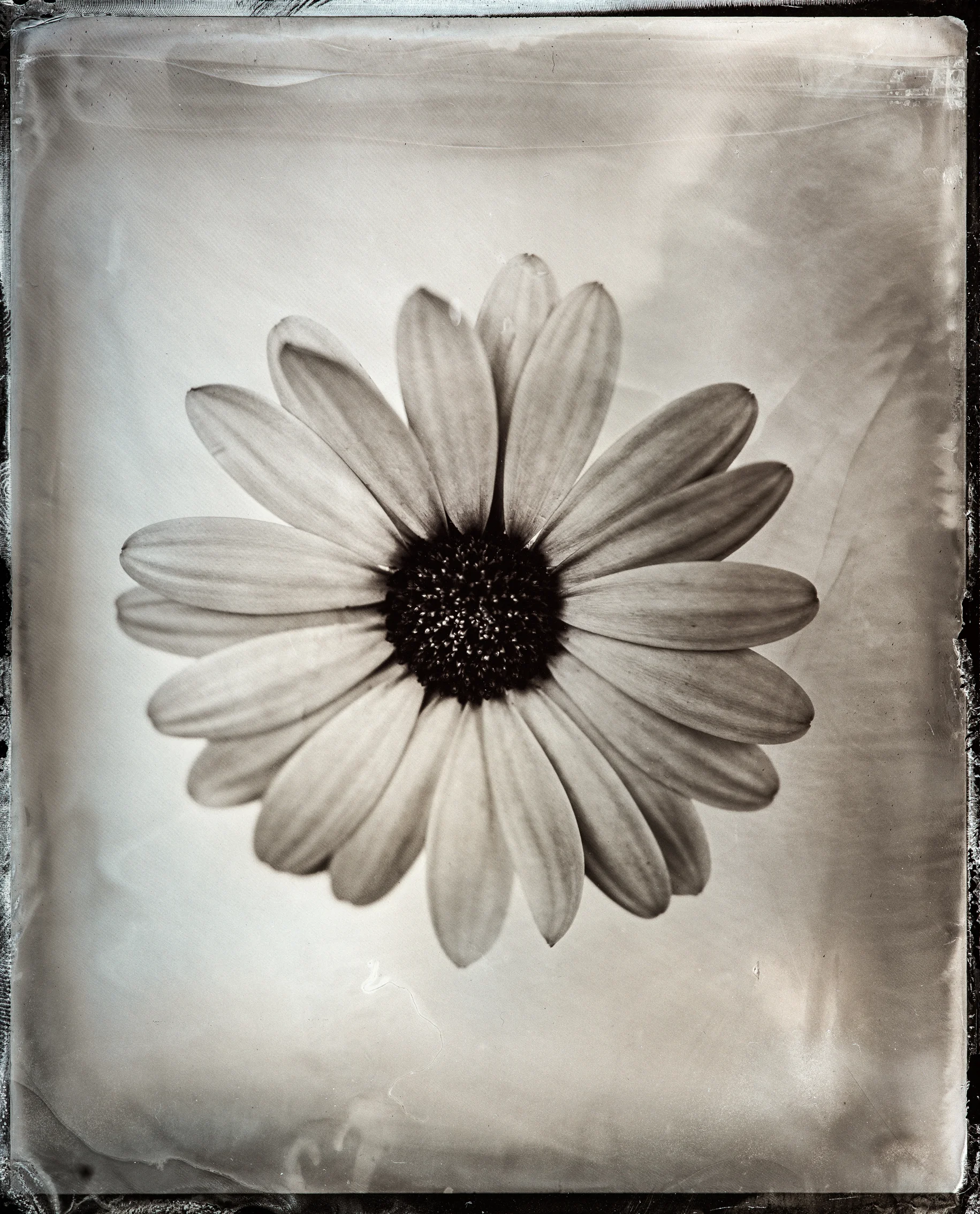 wet plate flower 4