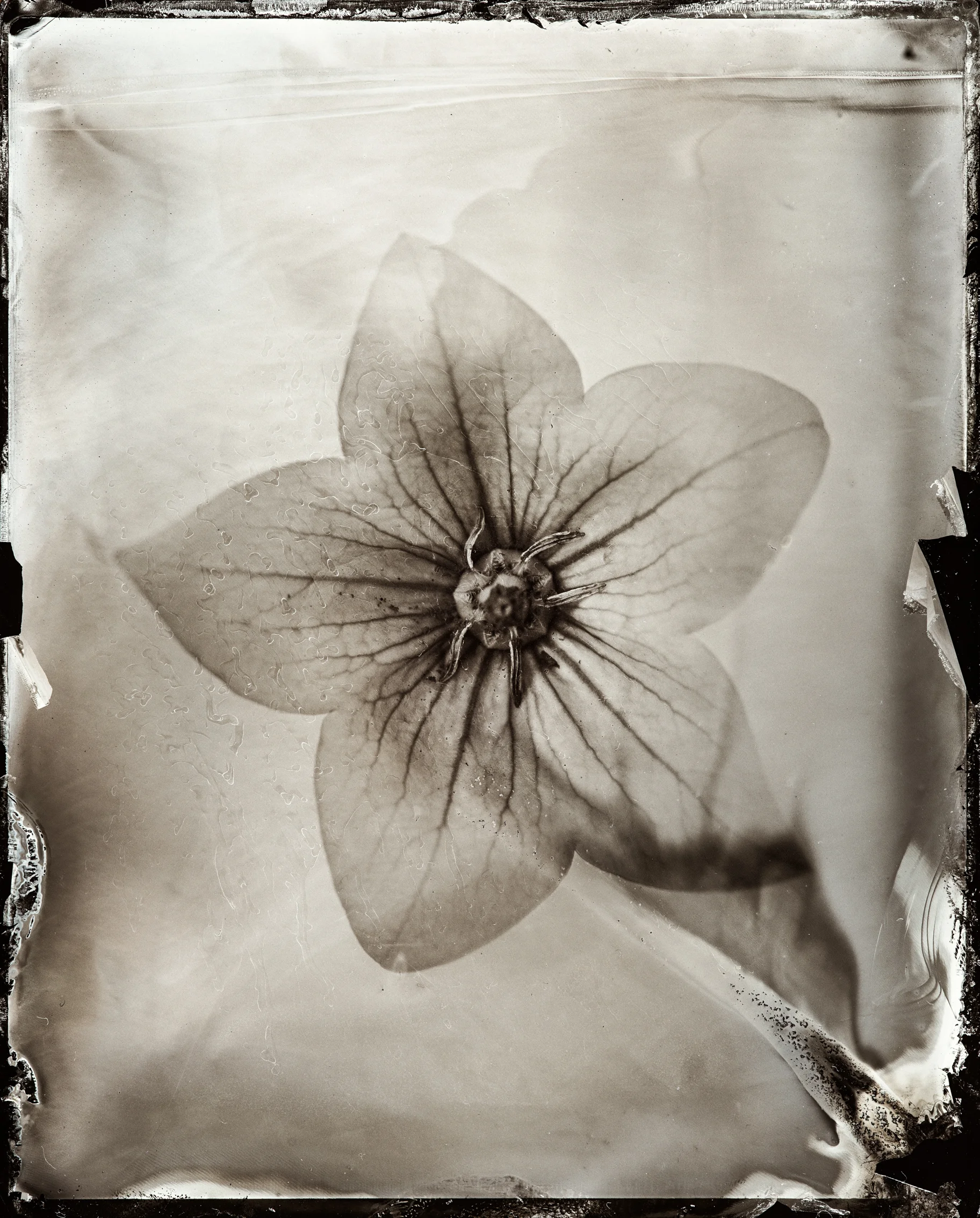 wet plate flower-6.jpg