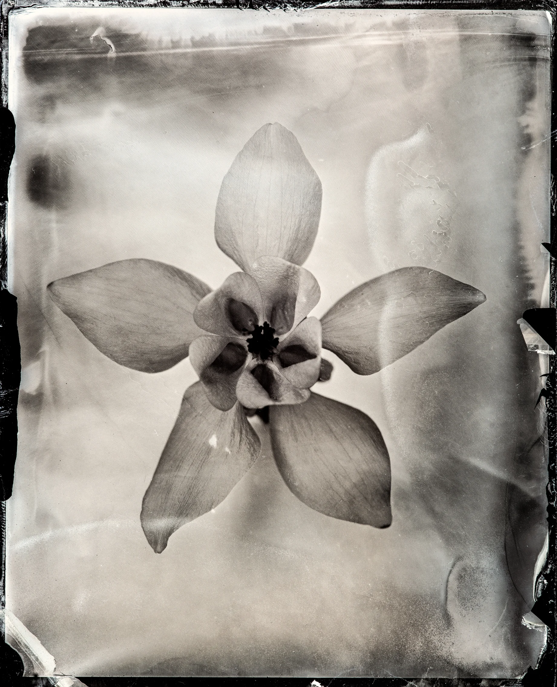wet plate flower-8.jpg