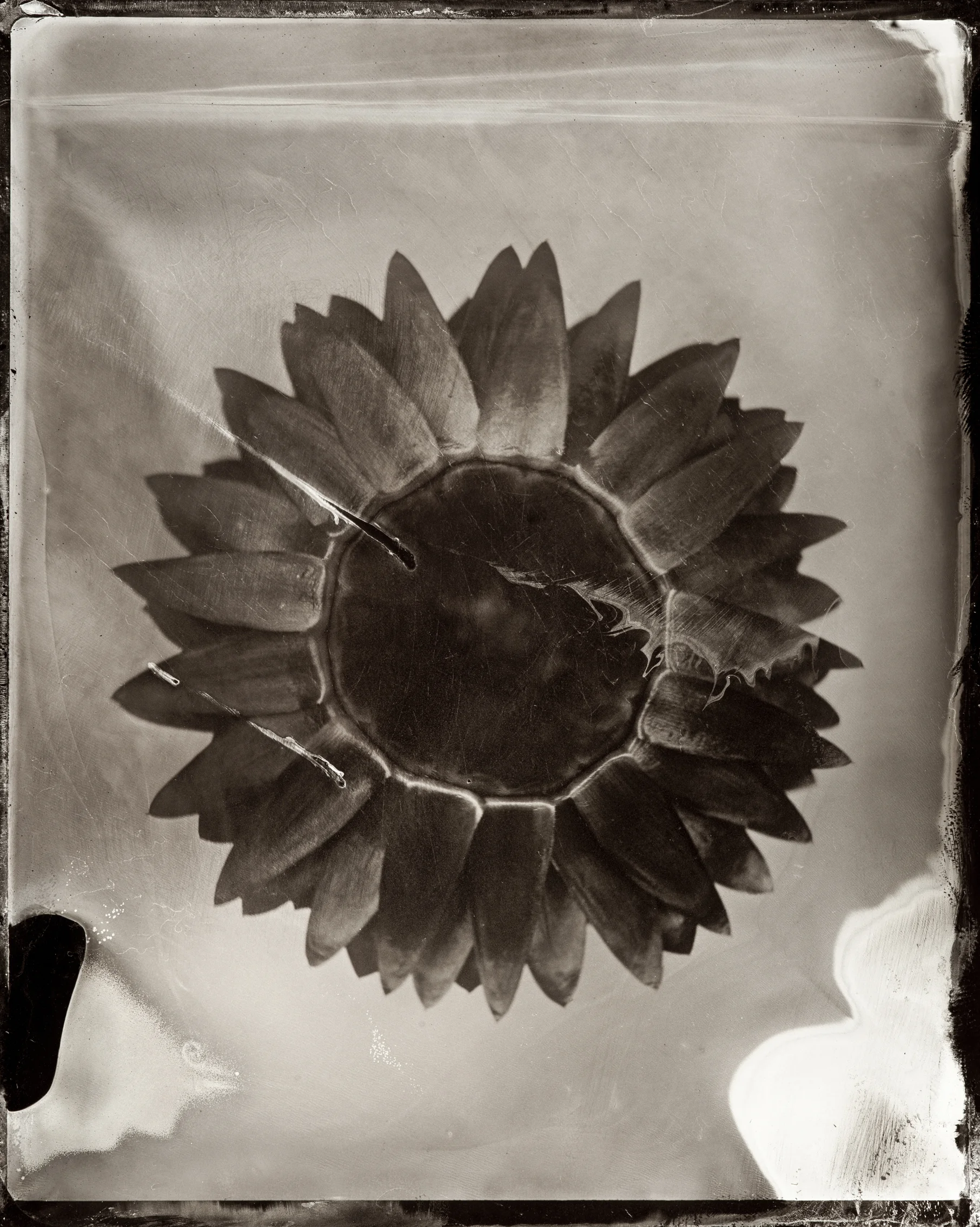 wet plate flower-11.jpg