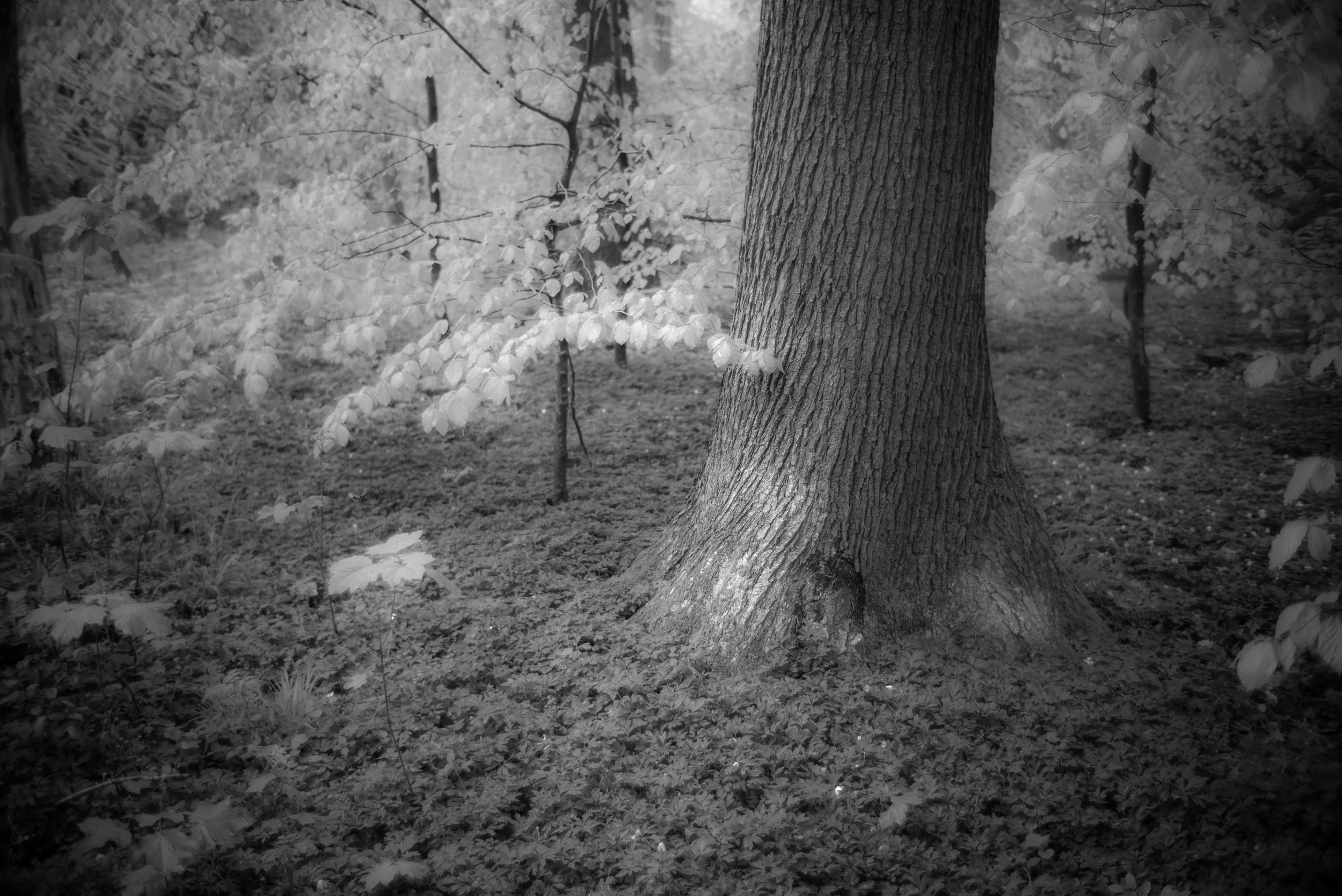 L1004118.jpg