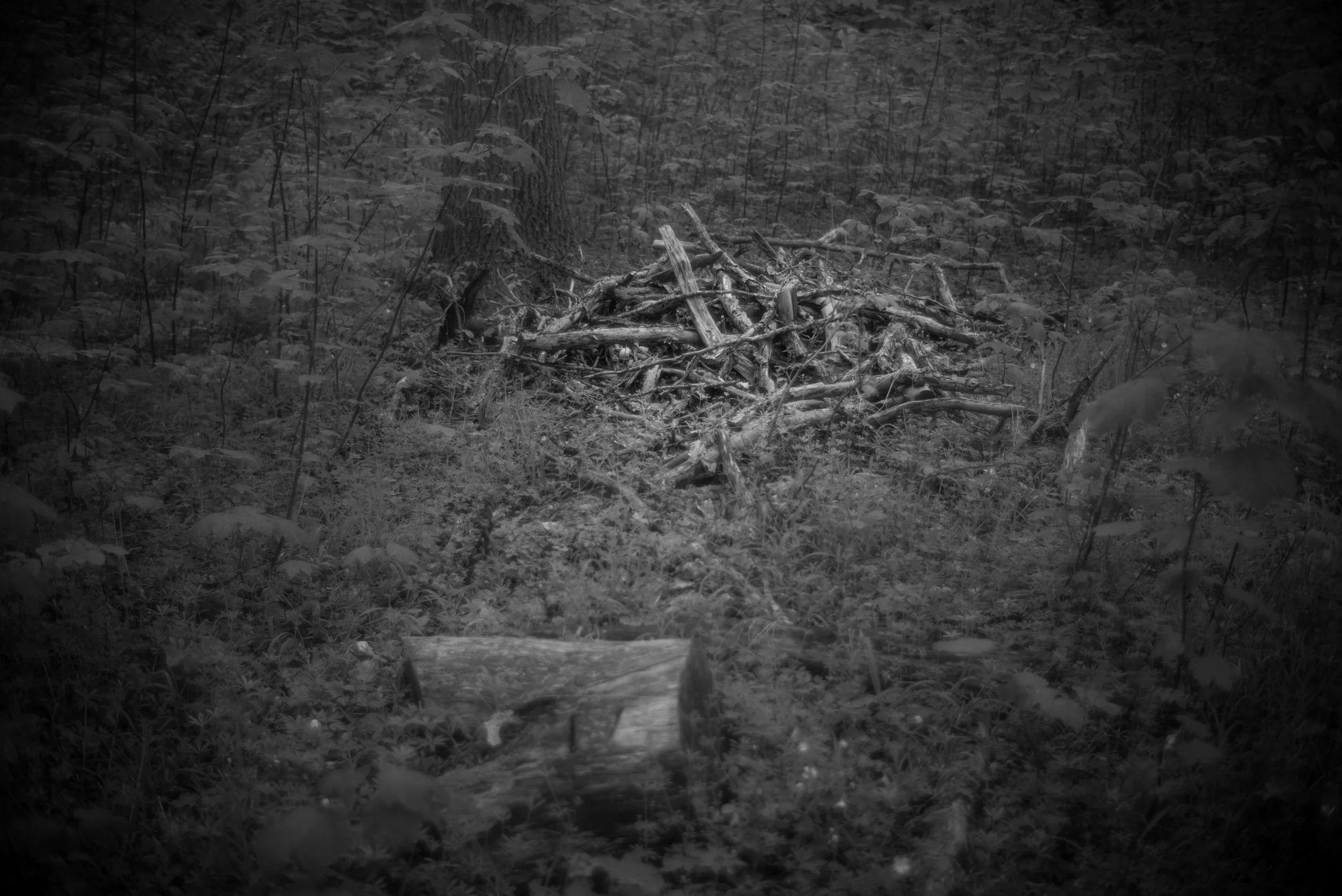 L1004167.jpg
