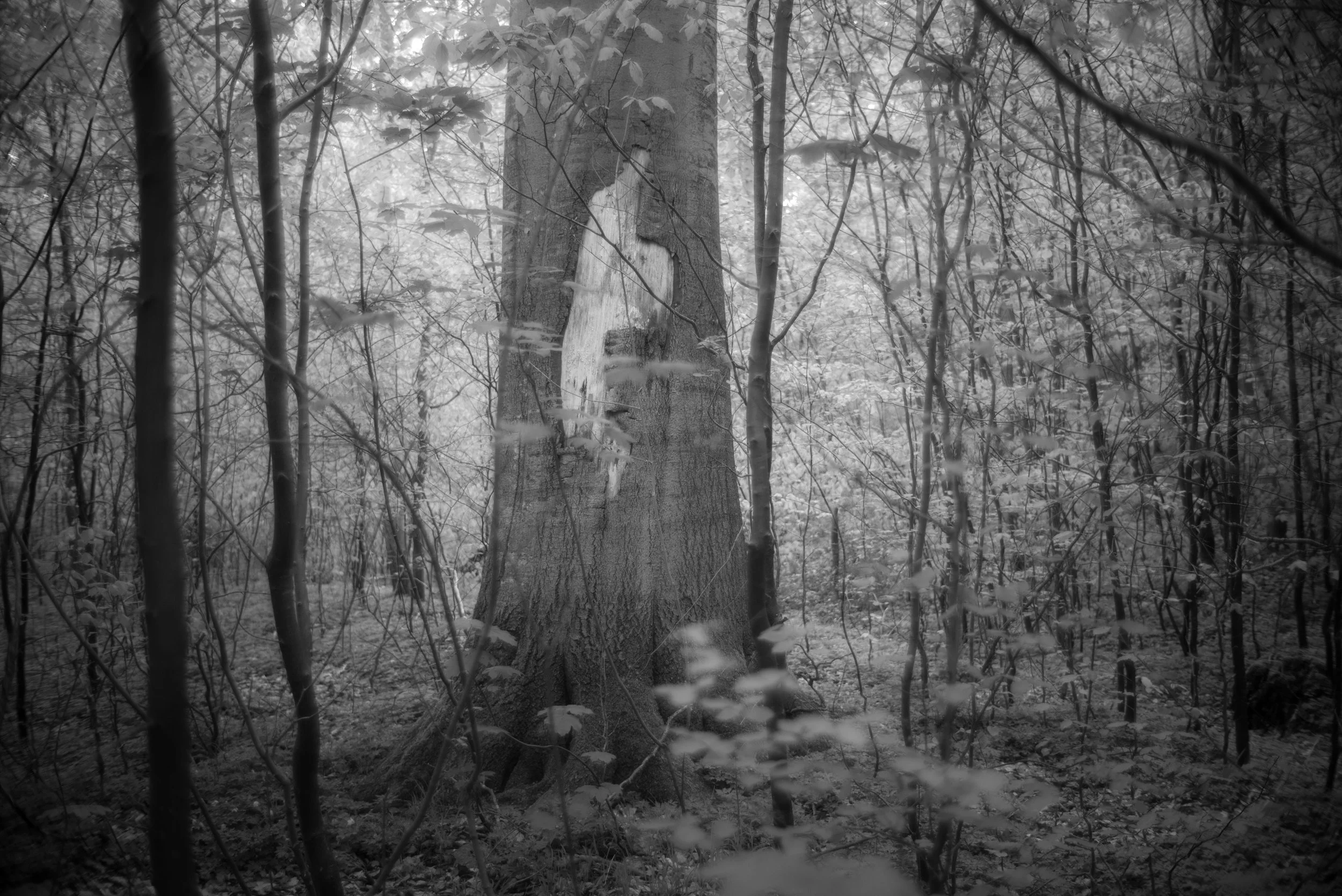 L1004142.jpg