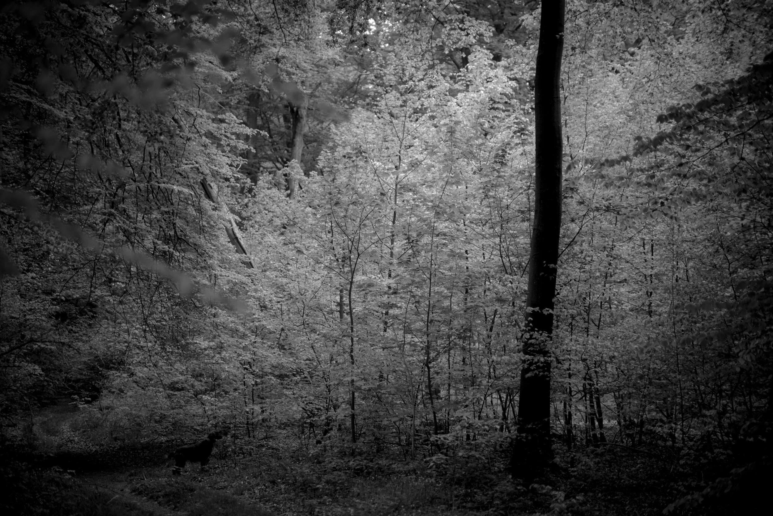 L1004173.jpg