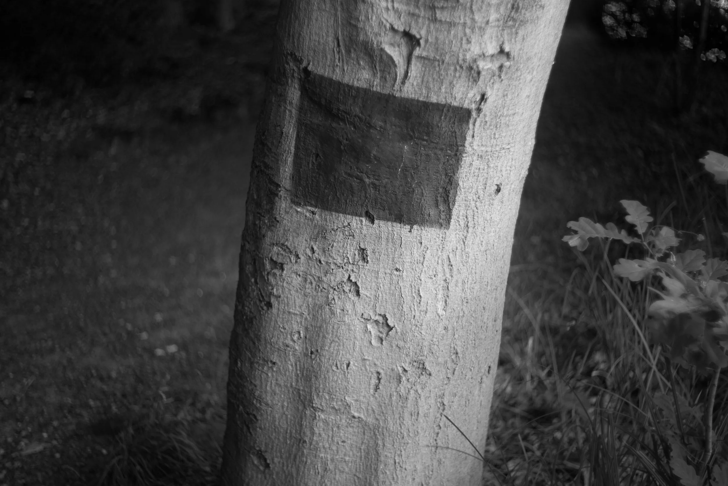 L1004222.jpg