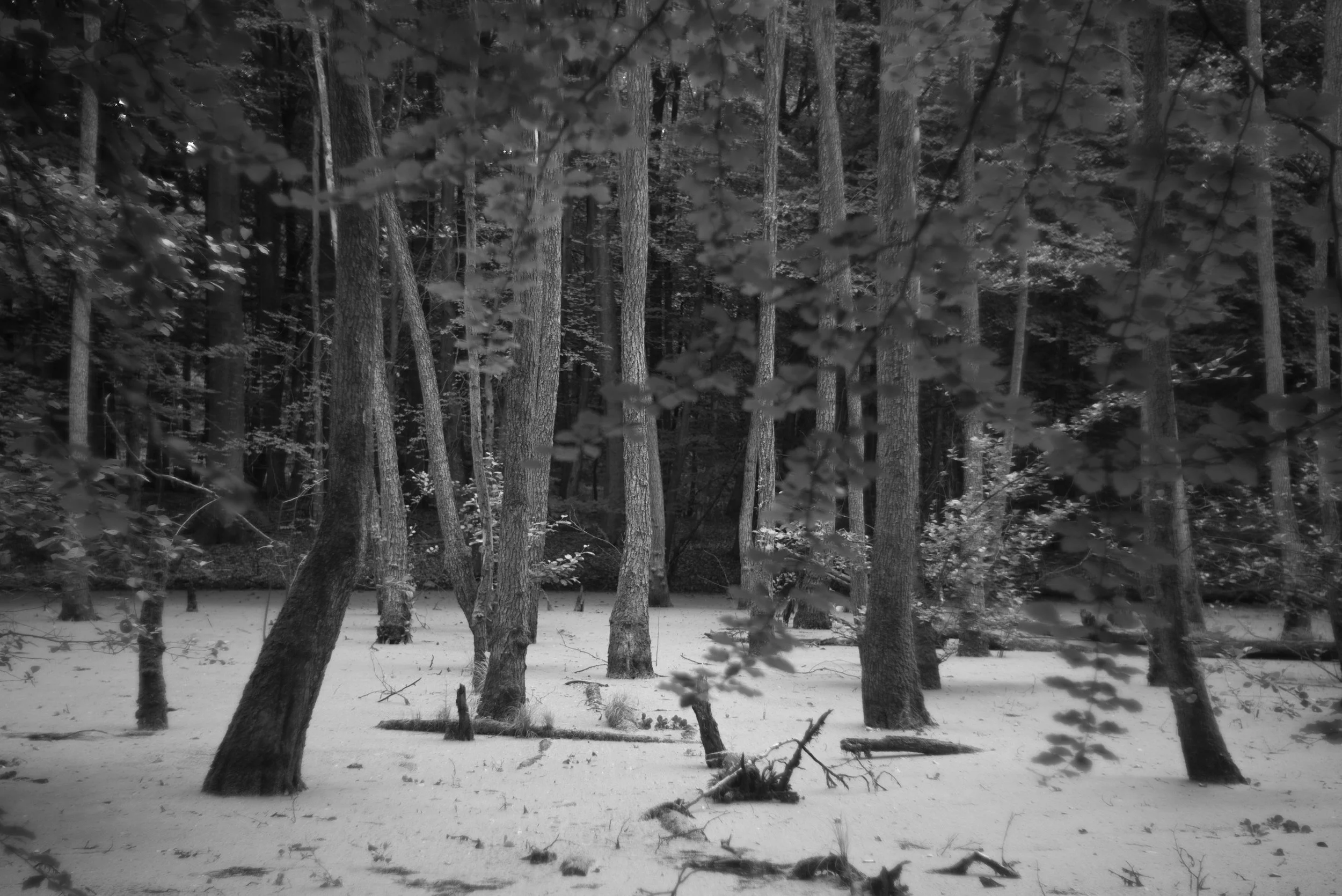 L1004303.jpg