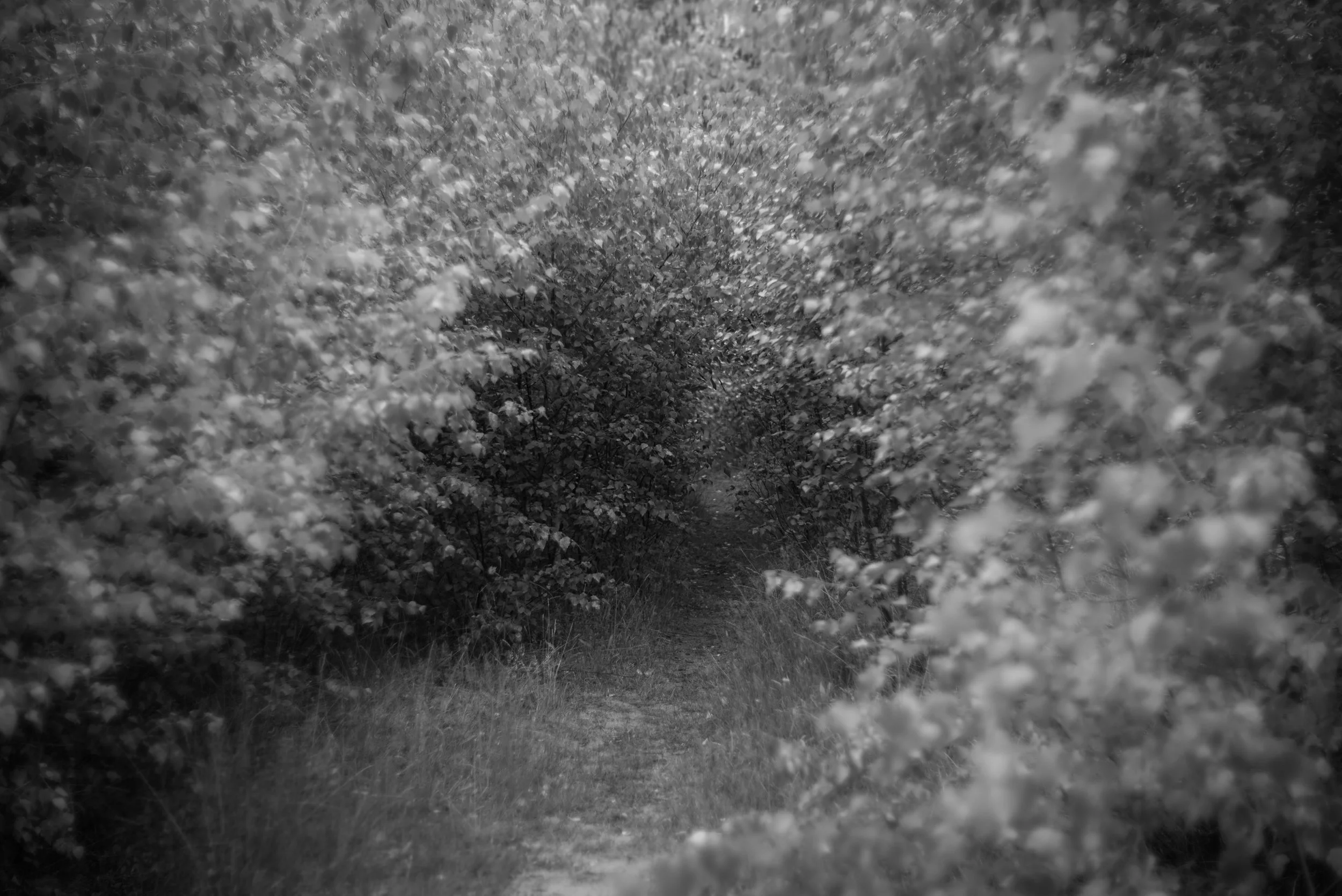 the-walking-photographer-1.jpg