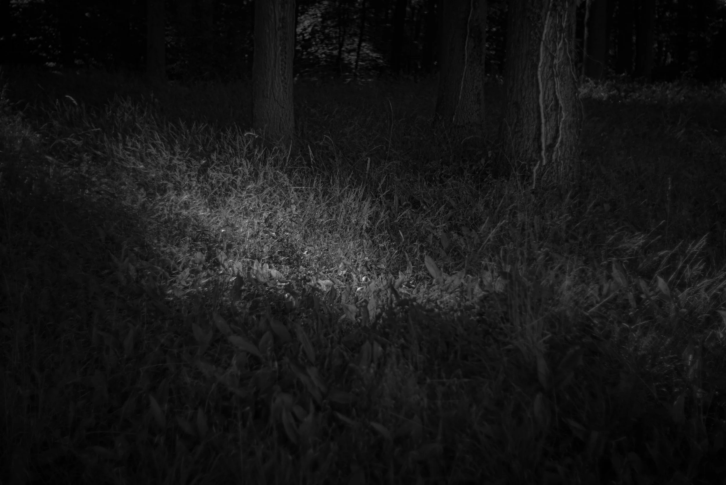 the-walking-photographer-4.jpg