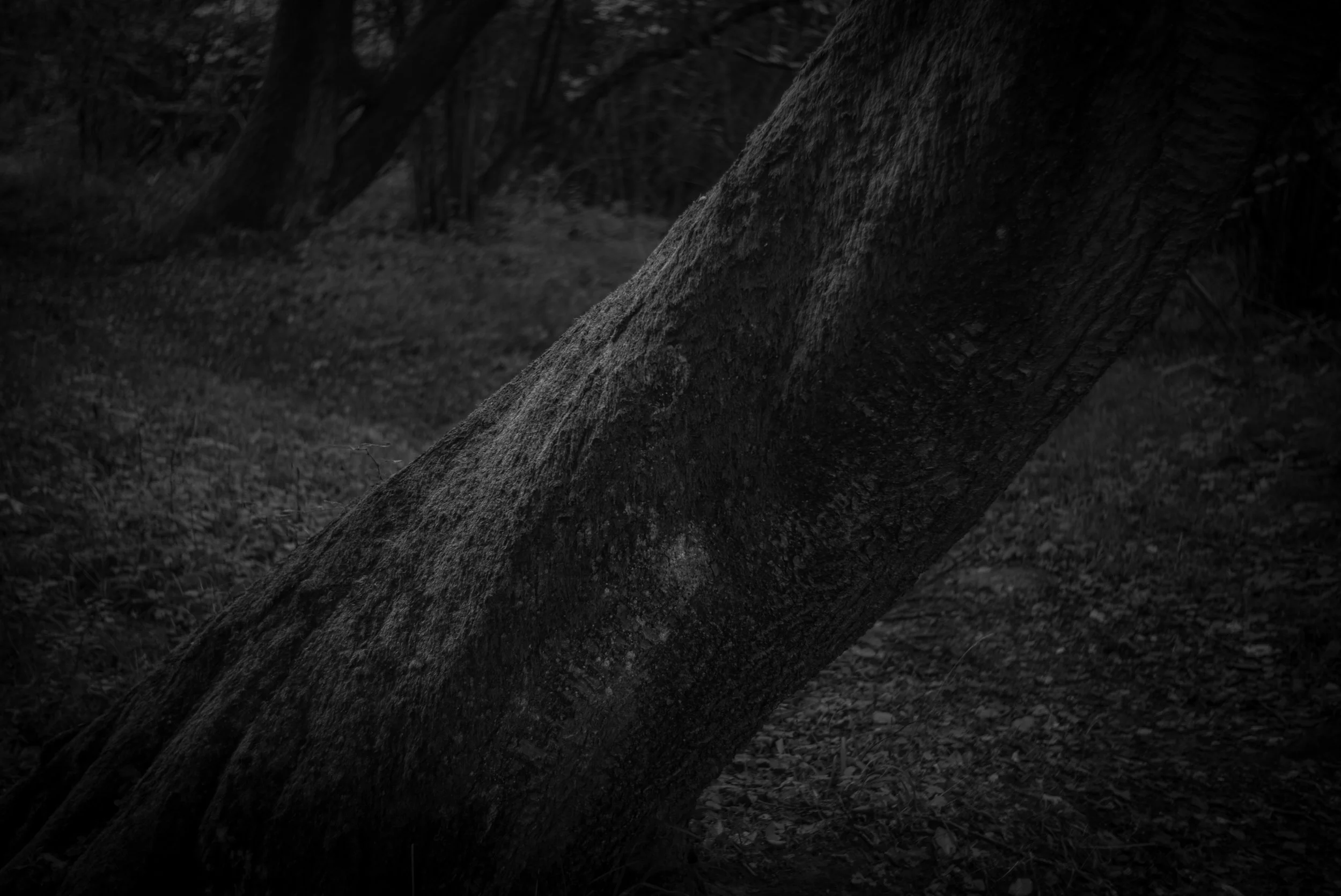 L1004531.jpg