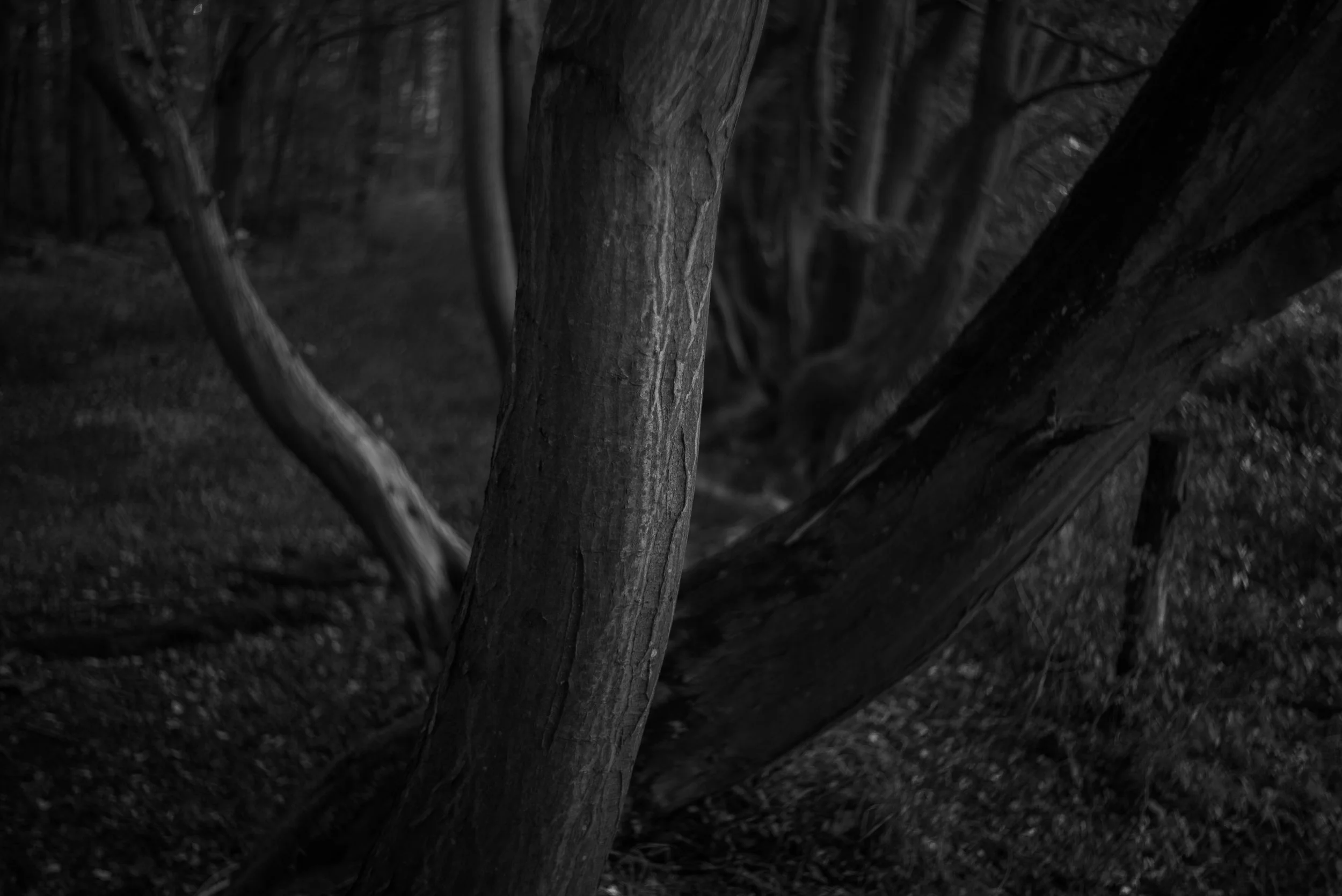 L1004555.jpg